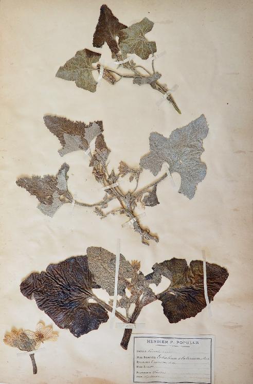 Botanical - 19th Herbarium Board - Dried plants - Cucurbits 1