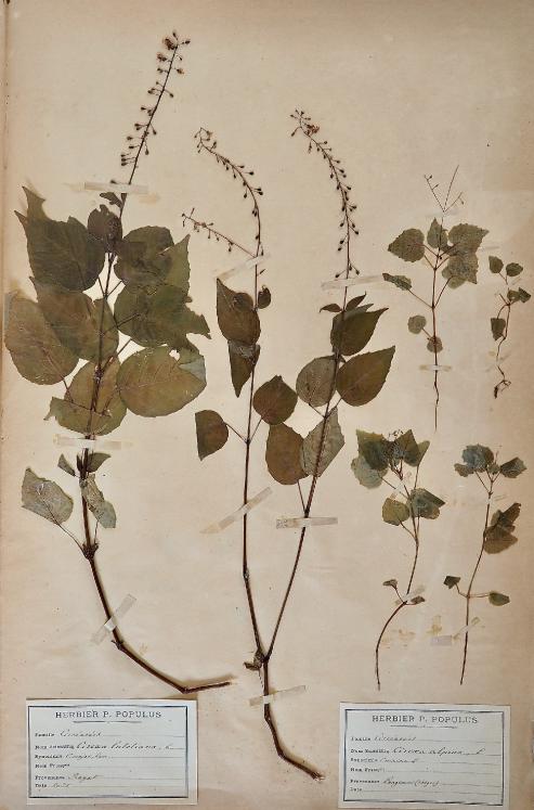 Botanical - 19th Herbarium Board - Dried plants - Circaea alpina