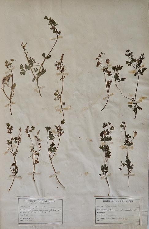Botanical - 19th Herbarium Board - Dried plants - Fumariaceae 8