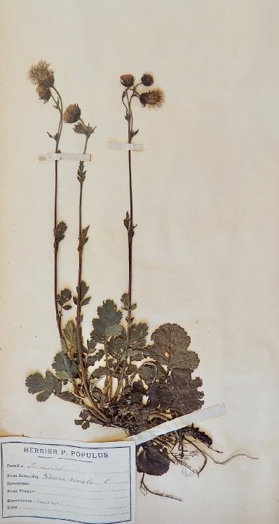 Botanical - 19th Herbarium Board - Dried plants -  Rosaceae 3