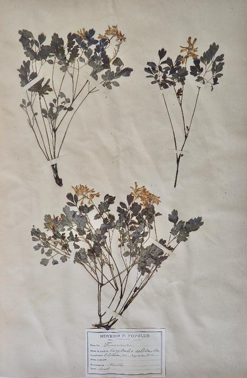 Botanical - 19th Herbarium Board - Dried plants - Fumariaceae 2