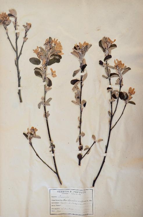 Botanical - 19th Herbarium Board - Dried plants - Rosaceae 28