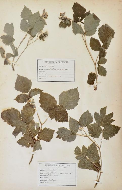 Botanical - 19th Herbarium Board - Dried plants - Rosaceae 15