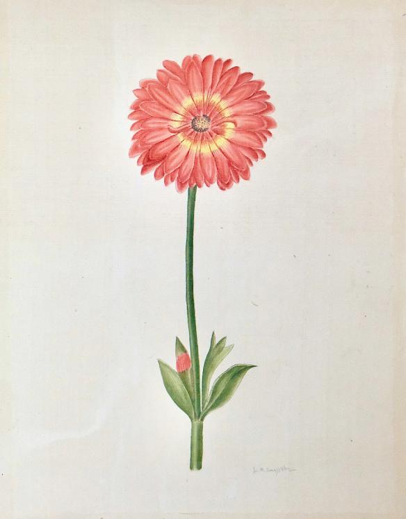 La Roche LAFFITTE - Original painting - Watercolor - Flower Study 3