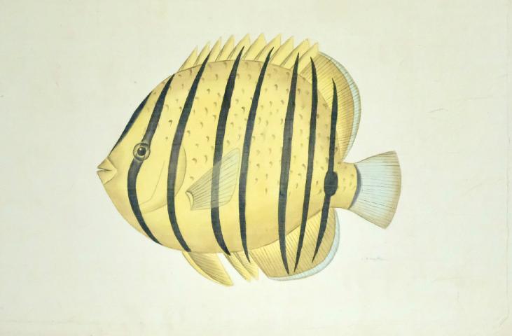 La Roche LAFFITTE  - Original painting - Watercolor - Fish 2