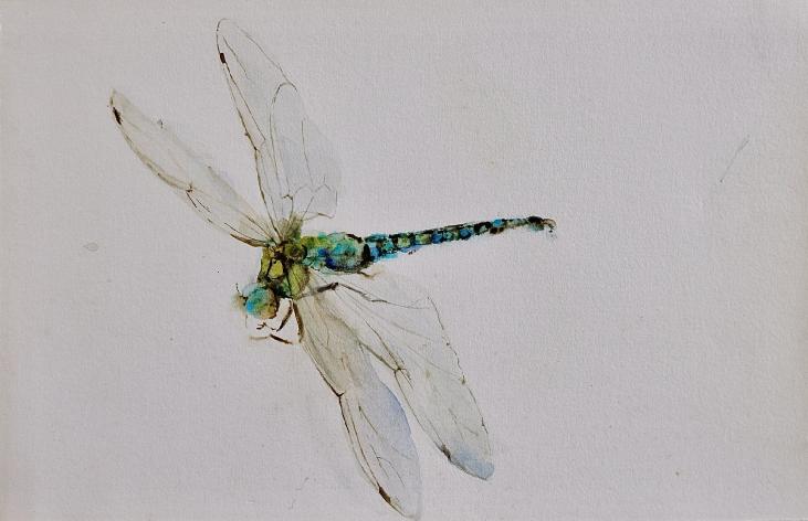 Janine JANET - Original painting - Watercolor - Dragonfly
