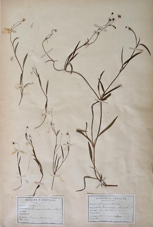 Botanical - 19th Herbarium Board - Dried plants - Ranunculaceae 3