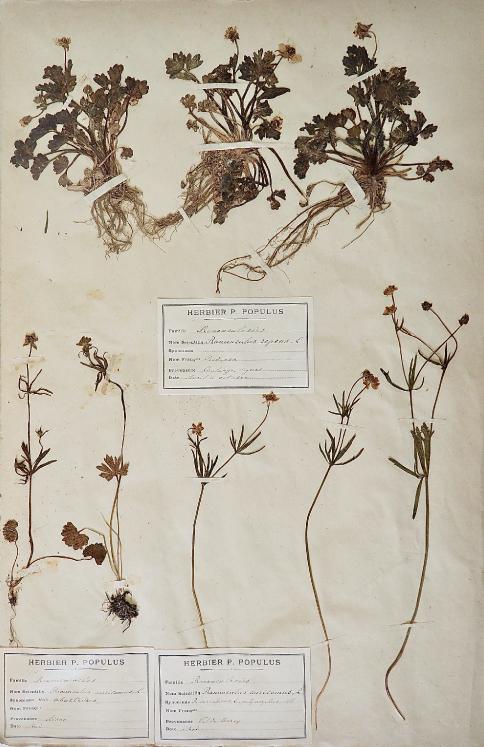 Botanical - 19th Herbarium Board - Dried plants - Ranunculaceae 4