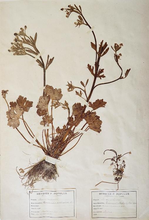 Botanical - 19th Herbarium Board - Dried plants - Ranunculaceae 7