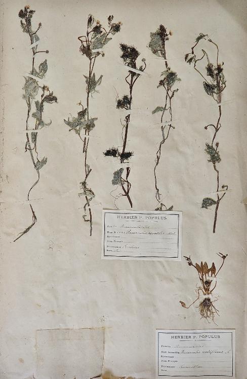 Botanical - 19th Herbarium Board - Dried plants - Ranunculaceae 11