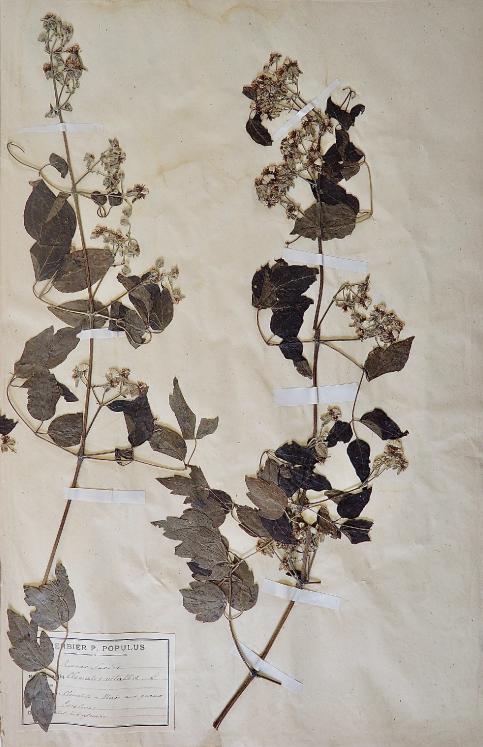 Botanical - 19th Herbarium Board - Dried plants - Clematis