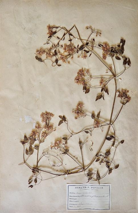 Botanical - 19th Herbarium Board - Dried plants - Ranunculaceae 13