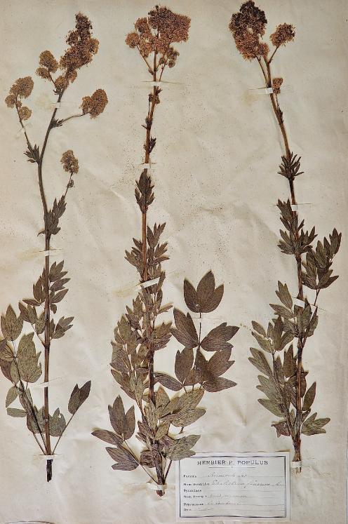 Botanical - 19th Herbarium Board - Dried plants - Great Pigamom