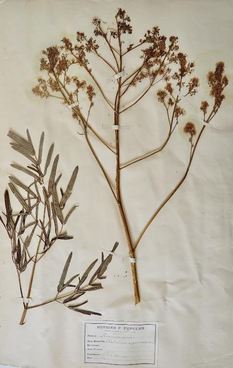 Botanical - 19th Herbarium Board - Dried plants - Ranunculaceae 15