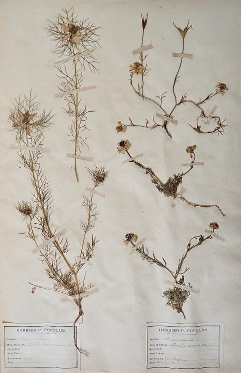 Botanical - 19th Herbarium Board - Dried plants - Ranunculaceae 22