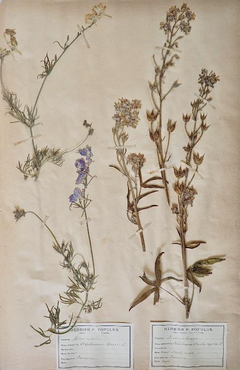 Botanical - 19th Herbarium Board - Dried plants - Stavesacre