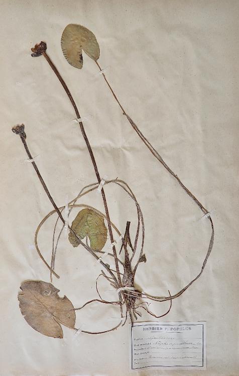 Botanical - 19th Herbarium Board - Dried plants - Nymphaeaceas