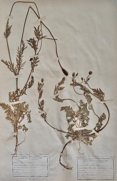 Botanical - 19th Herbarium Board - Dried plants - Papaveraceae 2