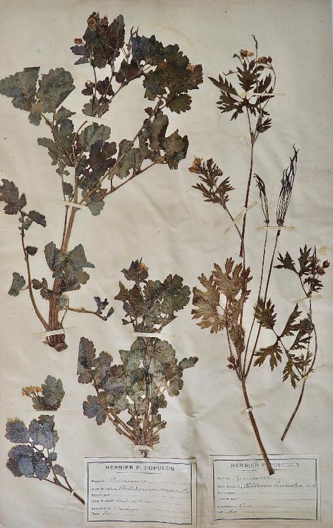 Botanical - 19th Herbarium Board - Dried plants - Papaveraceae