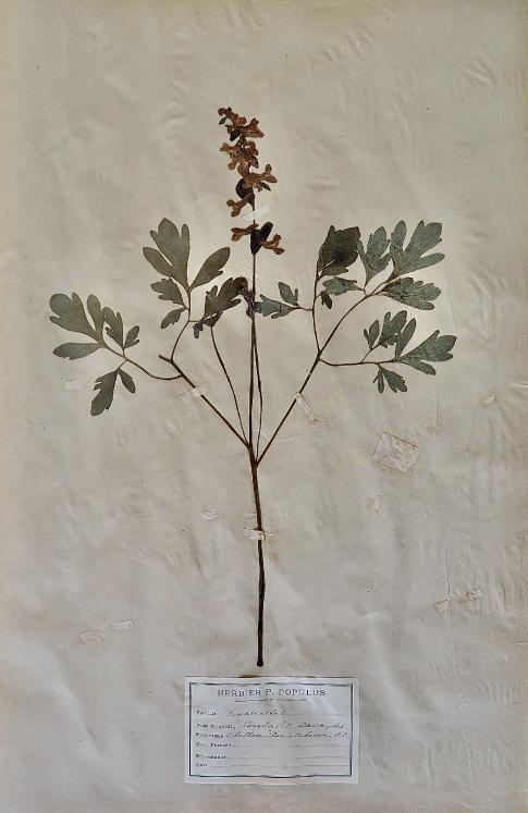 Botanical - 19th Herbarium Board - Dried plants - Fumariaceae 1