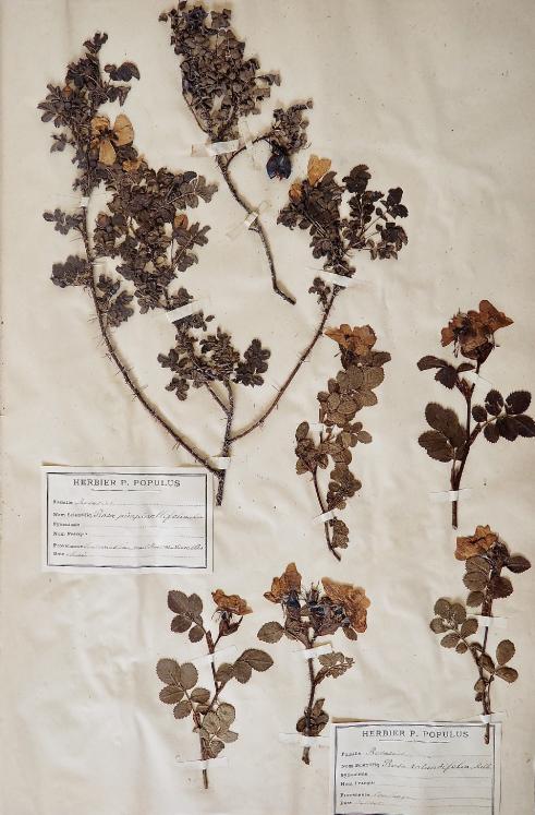 Botanical - 19th Herbarium Board - Dried plants - Rosaceae 23
