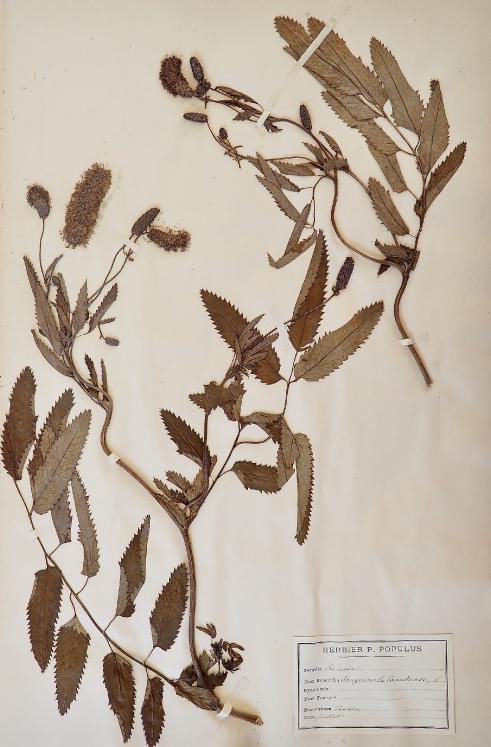 Botanical - 19th Herbarium Board - Dried plants - Rosaceae 27