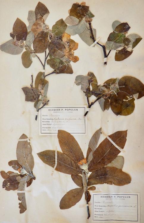 Botanical - 19th Herbarium Board - Dried plants - Water lily and Quince tree