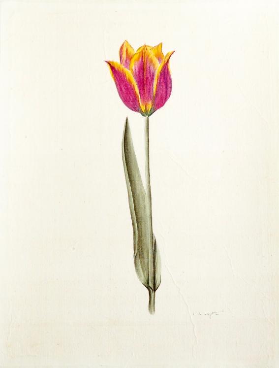 LA ROCHE LAFFITTE - Original painting - Watercolor - Tulip 1