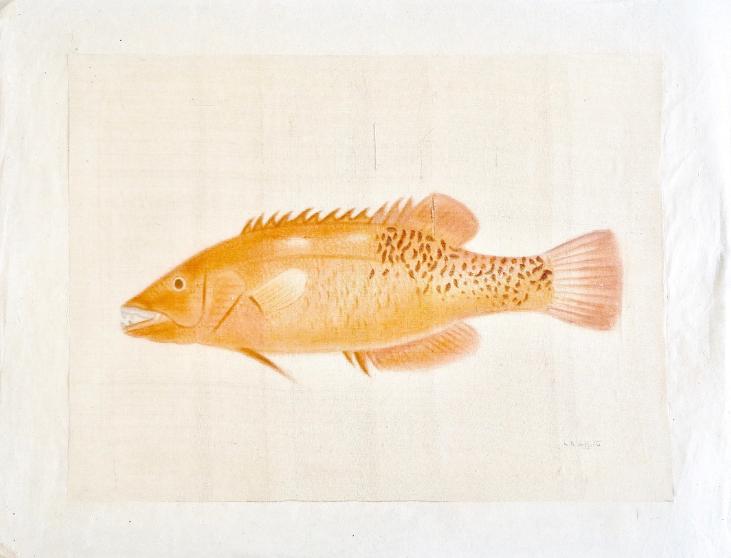 LA ROCHE LAFFITTE - Original painting - Watercolor - Fish 4