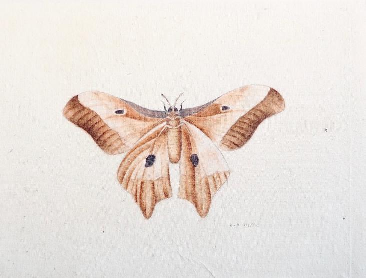 LA ROCHE LAFFITTE - Original painting - Watercolor - Orange Butterfly