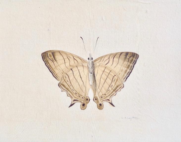 LA ROCHE LAFFITTE - Original painting - Watercolor - Beige Butterfly