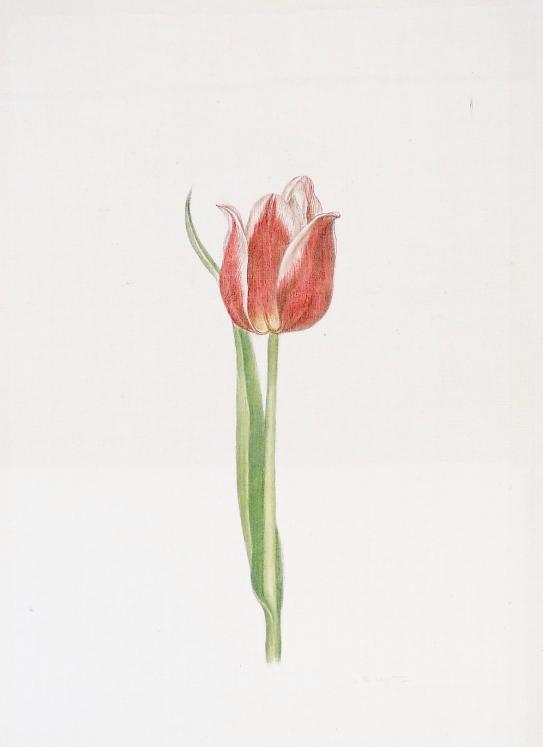 LA ROCHE LAFFITTE - Original painting - Watercolor - Tulipe 9
