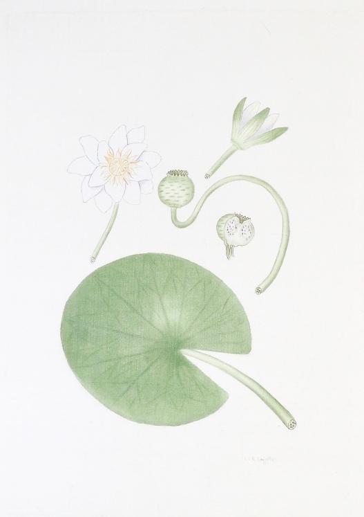LA ROCHE LAFFITTE - Original painting - Watercolor - Water lilies