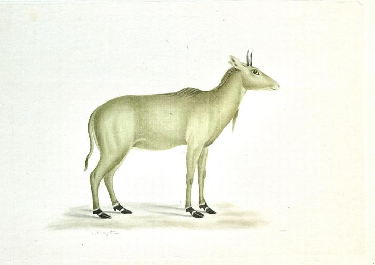 LA ROCHE LAFFITTE - Original painting - Watercolor - Savannah animal