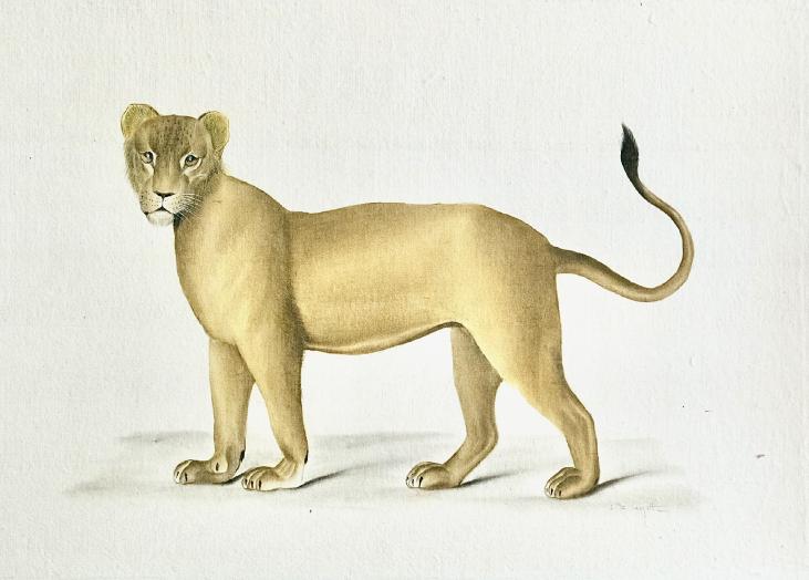 LA ROCHE LAFFITTE - Original painting - Watercolor - Lioness