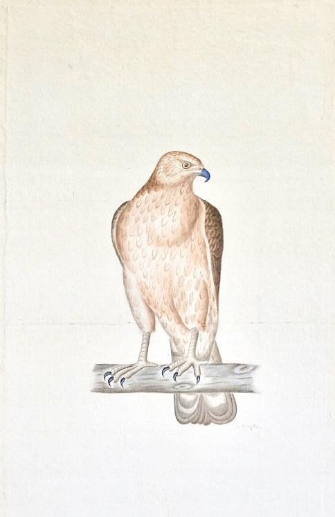LA ROCHE LAFFITTE - Original painting - Watercolor - Falcon 3