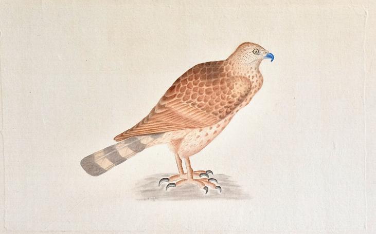 LA ROCHE LAFFITTE - Original painting - Watercolor - Falcon 4