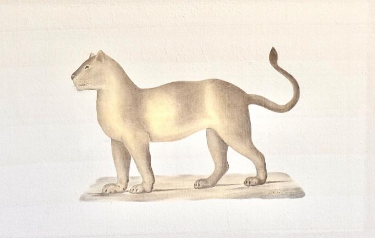LA ROCHE LAFFITTE - Original painting - Watercolor - Lioness 2