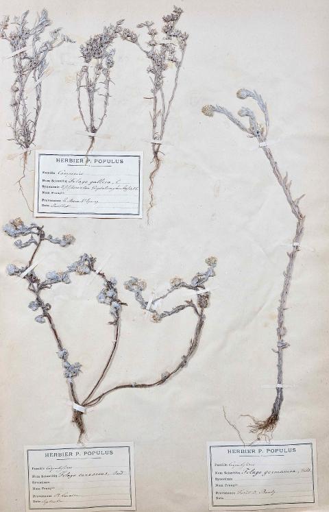 Botanical - 19th Herbarium Board - Dried plants - Corymbifera 10