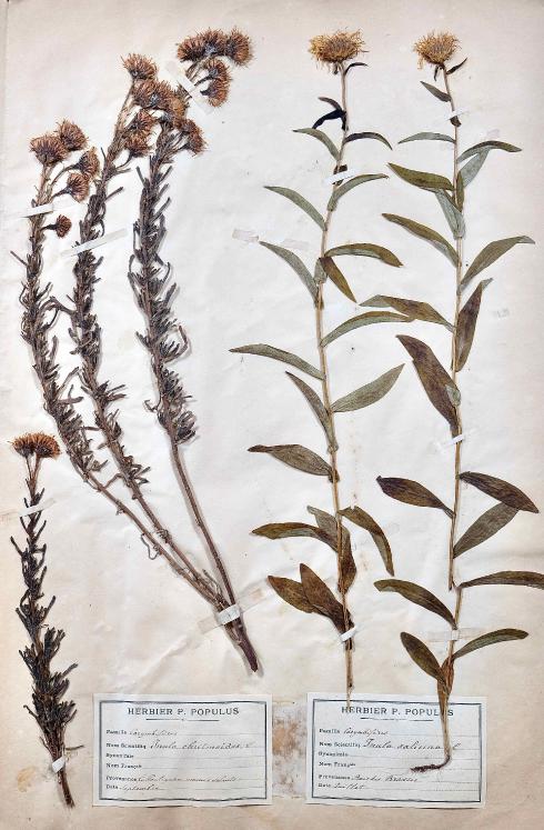 Botanical - 19th Herbarium Board - Dried plants - Corymbifera 12