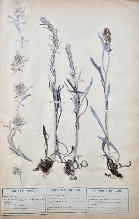Botanical - 19th Herbarium Board - Dried plants - Corymbifera 17