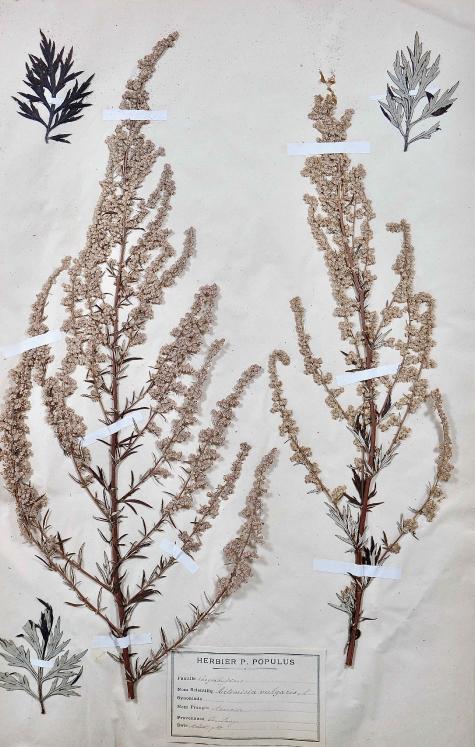 Botanical - 19th Herbarium Board - Dried plants - Corymbifera 27