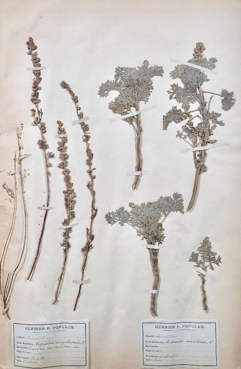 Botanical - 19th Herbarium Board - Dried plants - Corymbifera 30