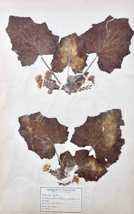 Botanical - 19th Herbarium Board - Dried plants - Corymbifera 55