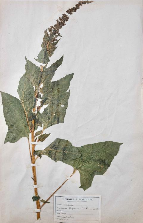 Botanical - 19th Herbarium Board - Dried plants - Primulaceae 2