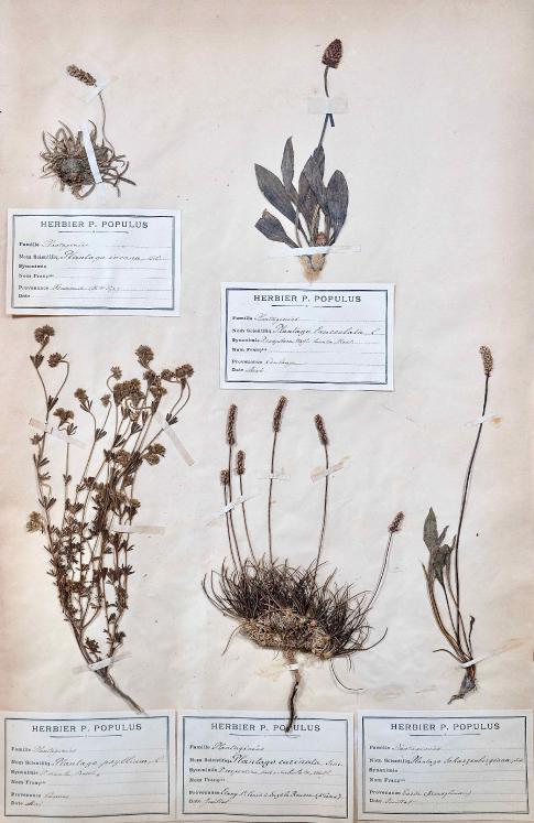 Botanical - 19th Herbarium Board - Dried plants - Primulaceae 5