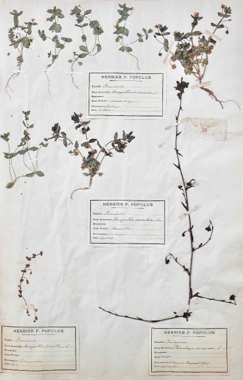Botanical - 19th Herbarium Board - Dried plants - Primulaceae 6