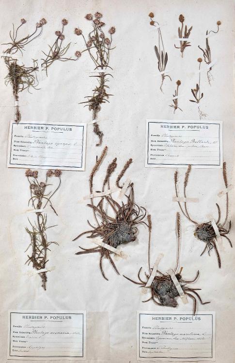 Botanical - 19th Herbarium Board - Dried plants - Primulaceae 12