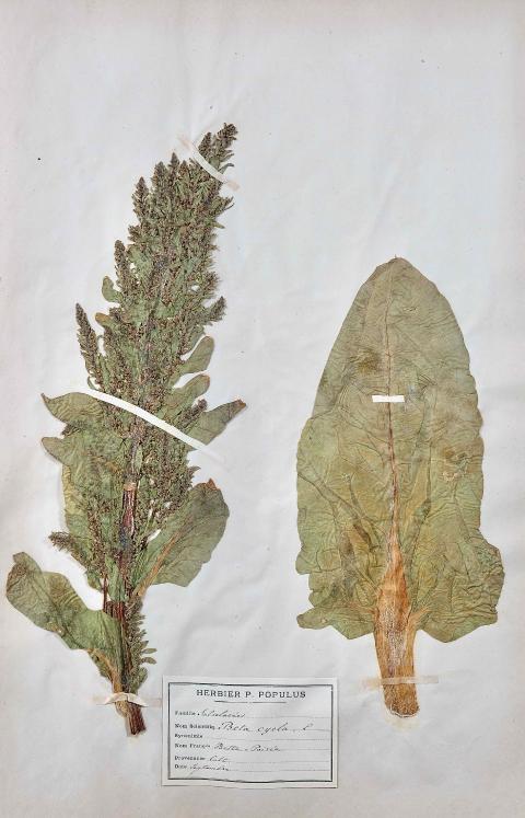 Botanical - 19th Herbarium Board - Dried plants - Primulaceae 22