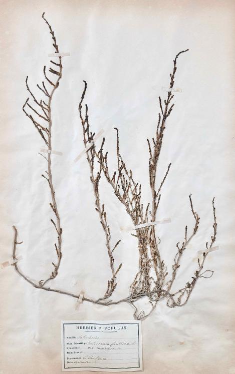 Botanical - 19th Herbarium Board - Dried plants - Primulaceae 27